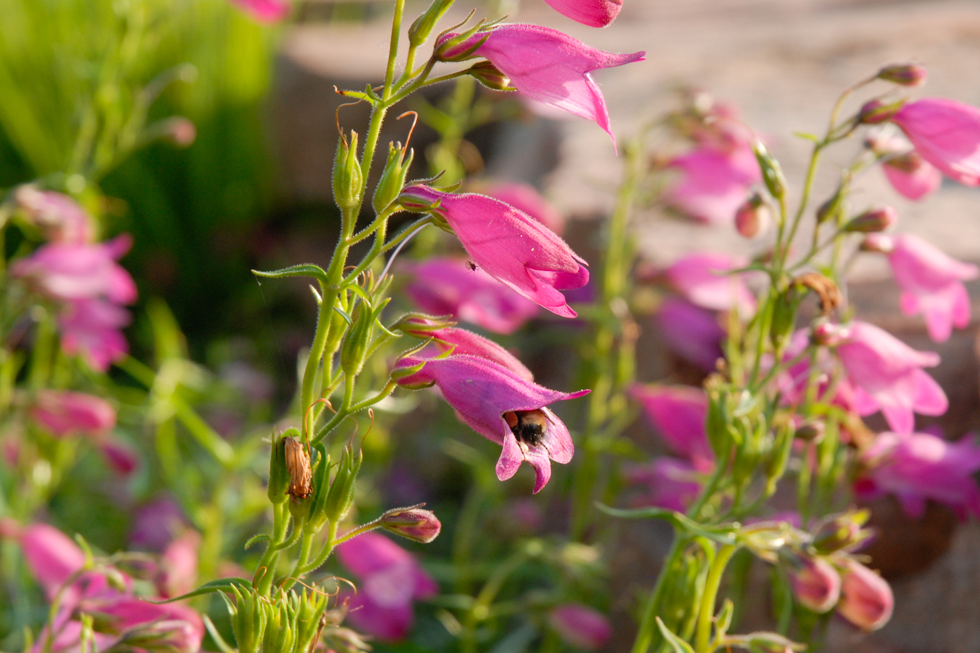 Red Rocks Penstemon